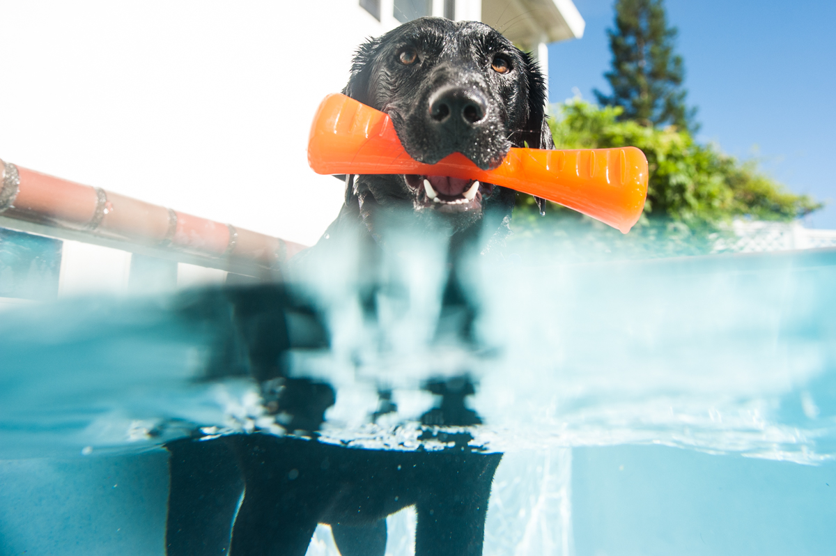 A dog waits with this toy in a pool